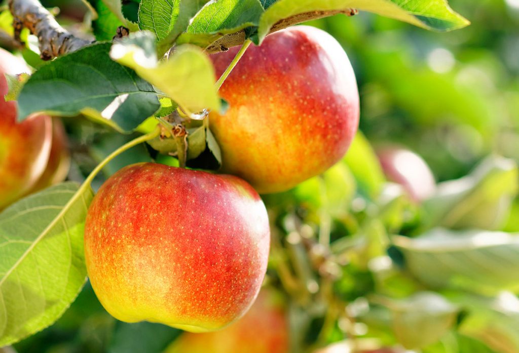 Aepfel_Fink_Obsthof