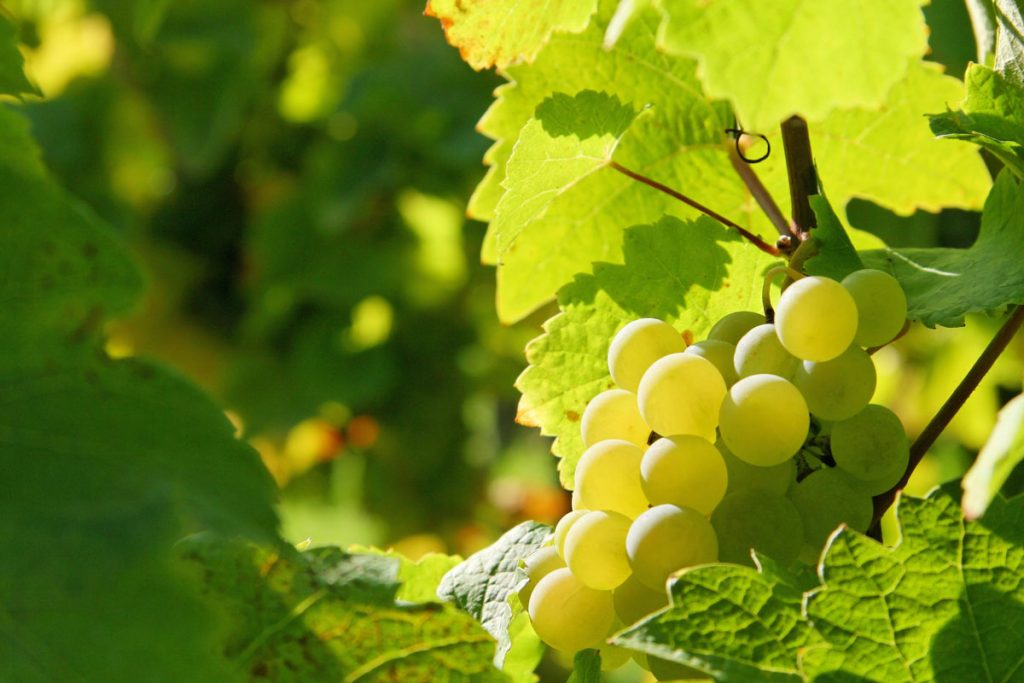Weintrauben_Fink_Obsthof